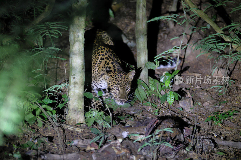 动物:成年雌豹(Panthera pardus)。